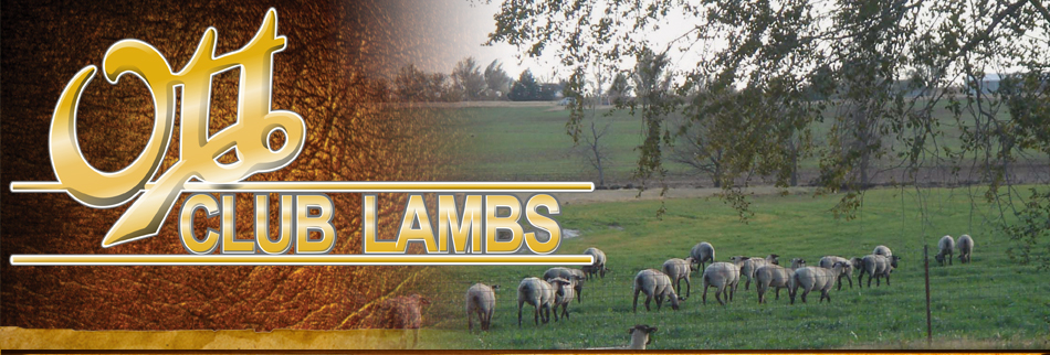 Ott Club Lambs